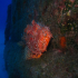 Red Scorpionfish - Scorpaena scrofa - Do not slip